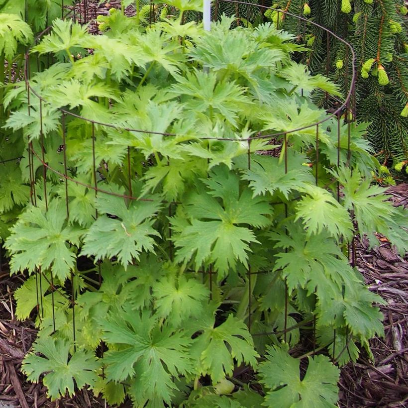 Hoher Rittersporn Pagan Purples - Delphinium elatum (Foliage)