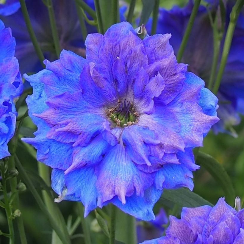 Hoher Rittersporn Pagan Purples - Delphinium elatum (Flowering)