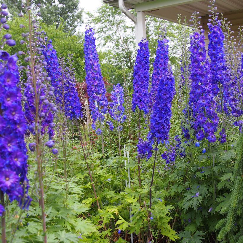 Hoher Rittersporn Pagan Purples - Delphinium elatum (Plant habit)