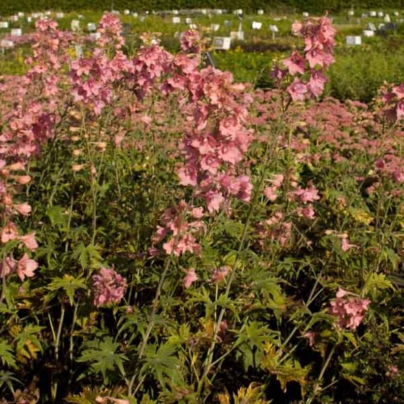 Delphinium ruysii Pink Sensation - Garten-Rittersporn (Plant habit)