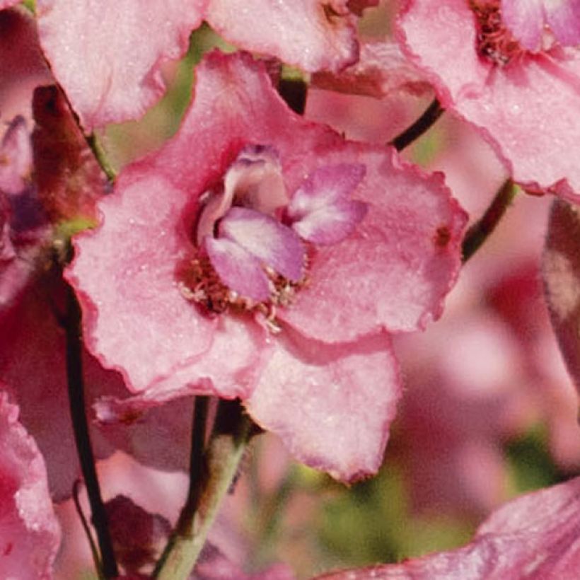 Delphinium ruysii Pink Sensation - Garten-Rittersporn (Flowering)