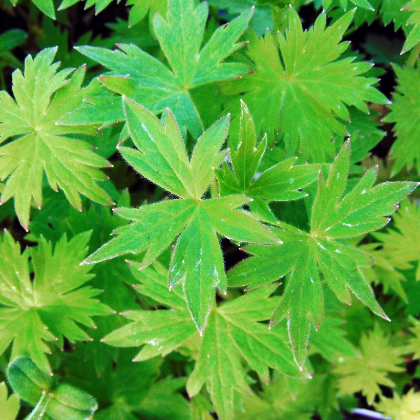 Delphinium ruysii Pink Sensation - Garten-Rittersporn (Foliage)