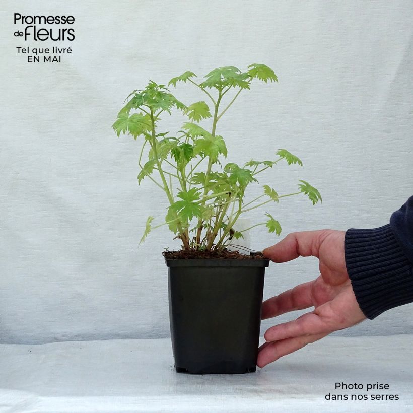 Exemplar von Delphinium ruysii Pink Sensation - Garten-Rittersporn Kleine Töpfe von 8/9 cm wie im Frühjahr geliefert