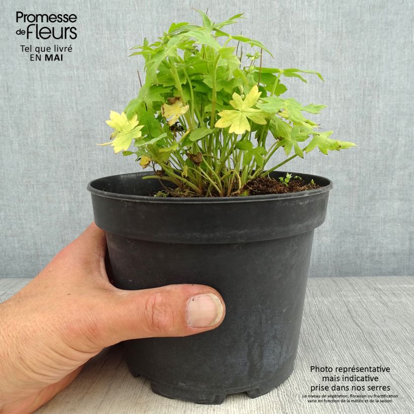 Exemplar von Delphinium ruysii Pink Sensation - Garten-Rittersporn Topf mit 2L/3L wie im Frühjahr geliefert