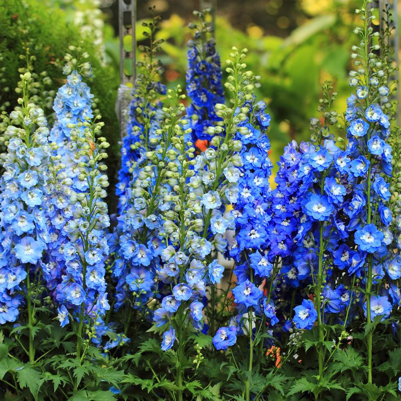 Pacific-Rittersporn Magic Fountain Sky Blue-White Bee - Delphinium (Plant habit)