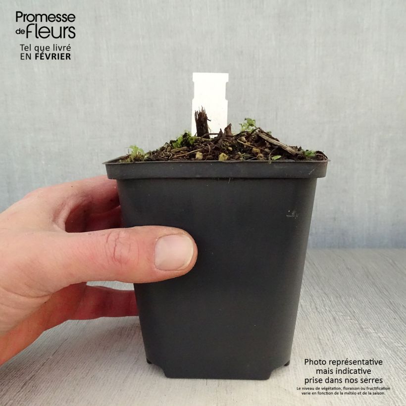 Exemplar von Garten-Rittersporn Strawberry Fair - Delphinium Kleine Töpfe von 8/9 cm wie im Winter geliefert