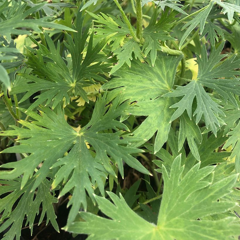 Delphinium belladonna Völkerfrieden - Garten-Rittersporn (Foliage)