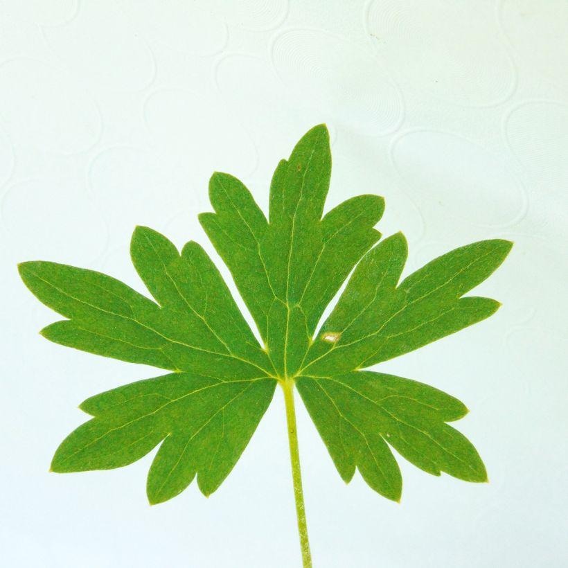 Delphinium belladona Ballkleid - Garten-Rittersporn (Foliage)