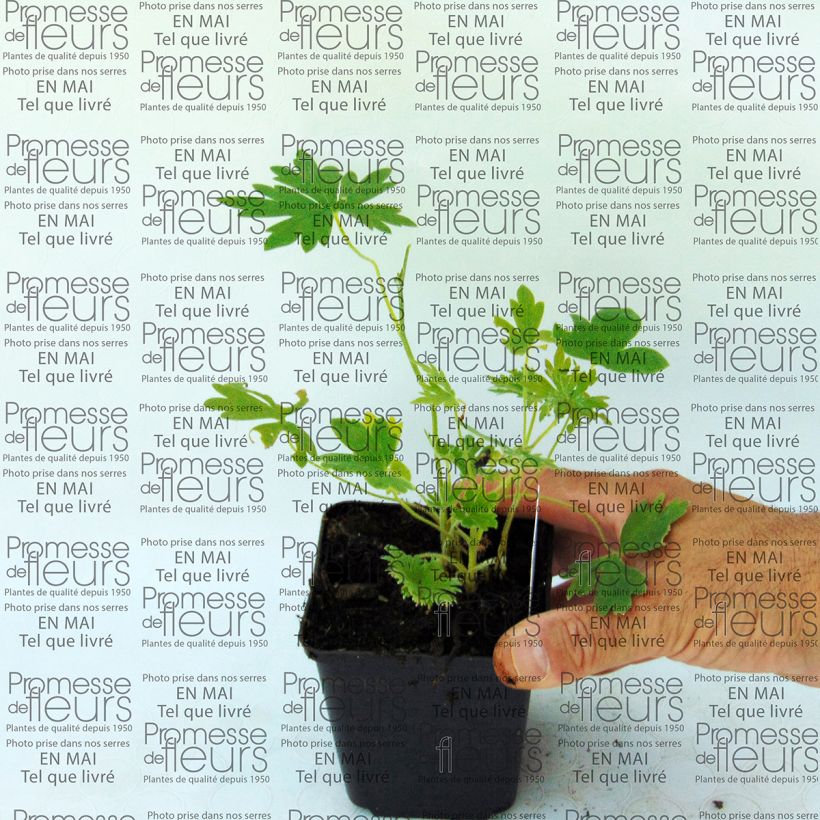 Example of Delphinium belladona Ballkleid - Garten-Rittersporn Kleine Töpfe von 8/9 cm as you get