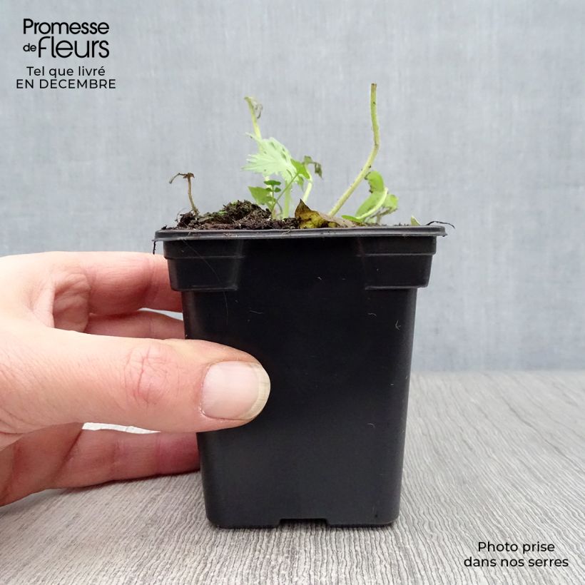 Exemplar von Delphinium belladona Bellamosum - Garten-Rittersporn Kleine Töpfe von 7/8 cm wie im Winter geliefert