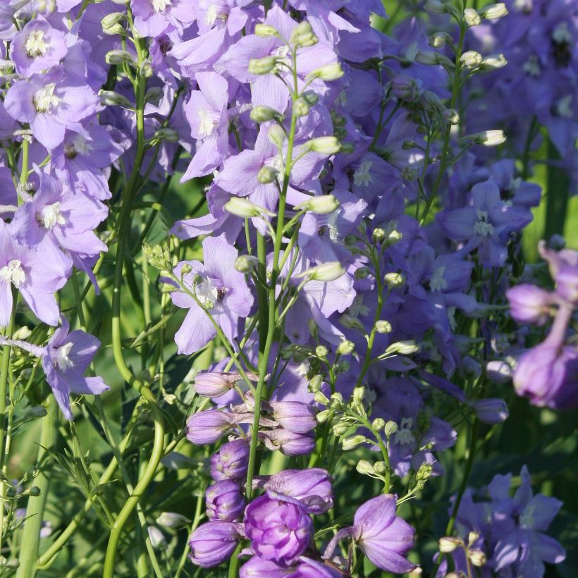 Delphinium belladona Delphinium belladonna Capri - Garten-Rittersporn (Plant habit)