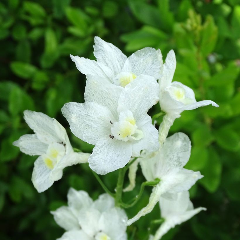 Delphinium belladona Casa Blanca - Garten-Rittersporn (Flowering)