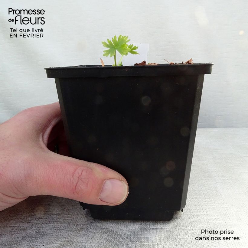 Exemplar von Delphinium belladona Moerheimii - Garten-Rittersporn Kleine Töpfe von 8/9 cm wie im Winter geliefert