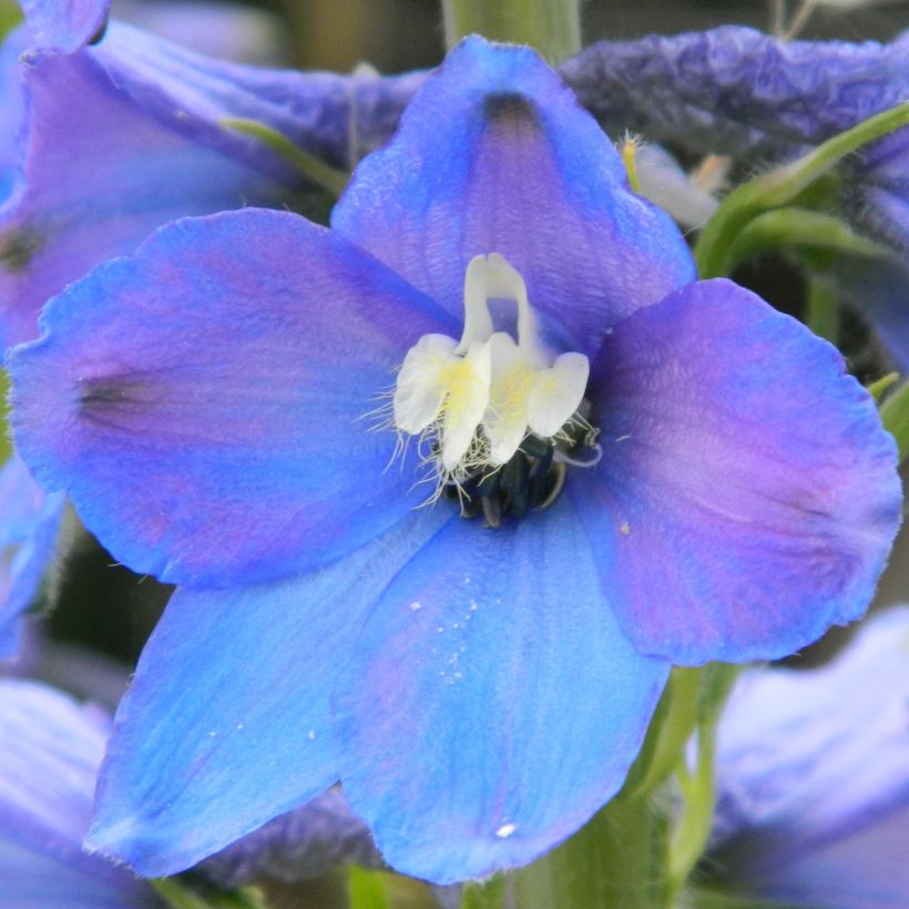 Delphinium belladona Piccolo - Garten-Rittersporn (Flowering)