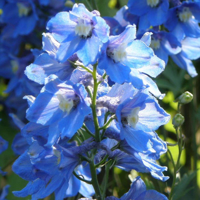 Delphinium belladona Piccolo - Garten-Rittersporn (Plant habit)