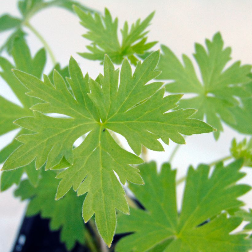 Delphinium belladona Piccolo - Garten-Rittersporn (Foliage)