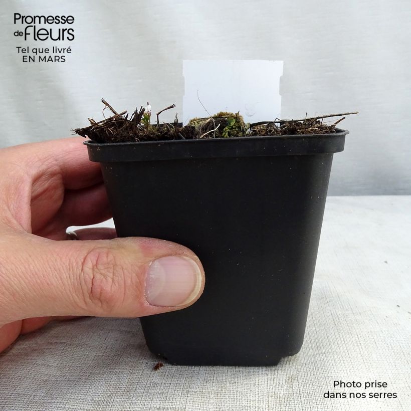 Exemplar von Delphinium belladona Piccolo - Garten-Rittersporn Kleine Töpfe von 8/9 cm wie im Winter geliefert