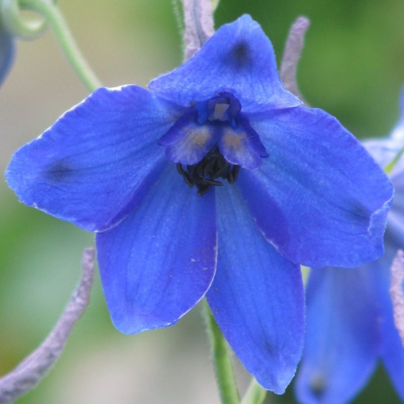 Delphinium belladonna Völkerfrieden - Garten-Rittersporn (Flowering)