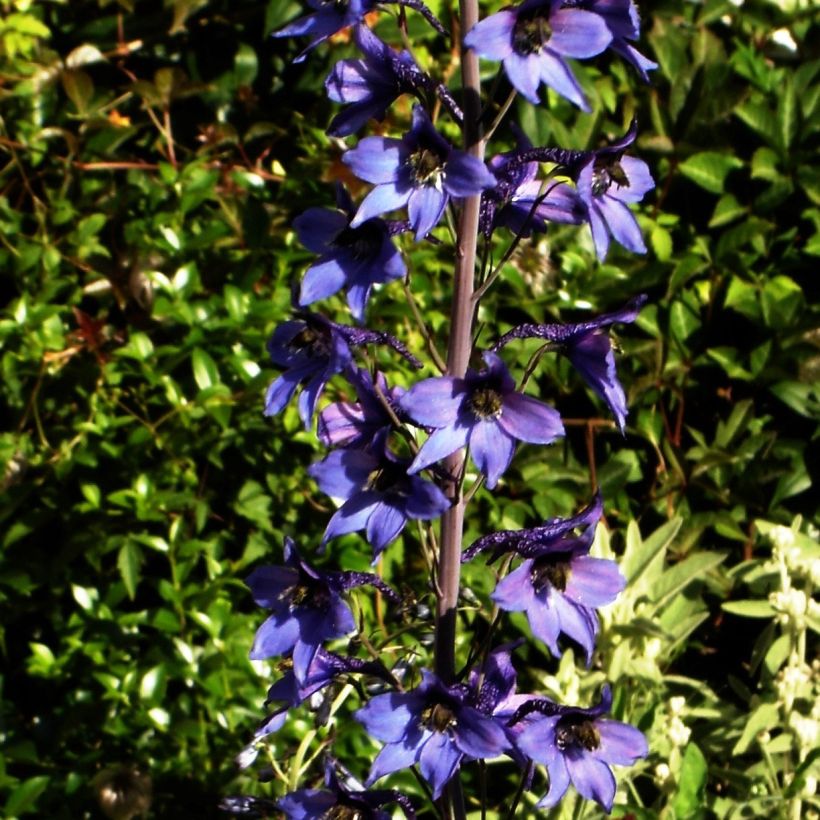 Delphinium belladonna Völkerfrieden - Garten-Rittersporn (Plant habit)