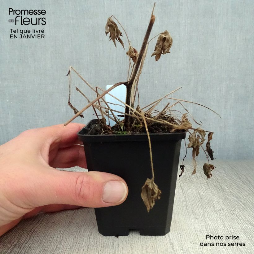 Exemplar von Delphinium belladonna Völkerfrieden - Garten-Rittersporn Kleine Töpfe von 8/9 cm wie im Winter geliefert