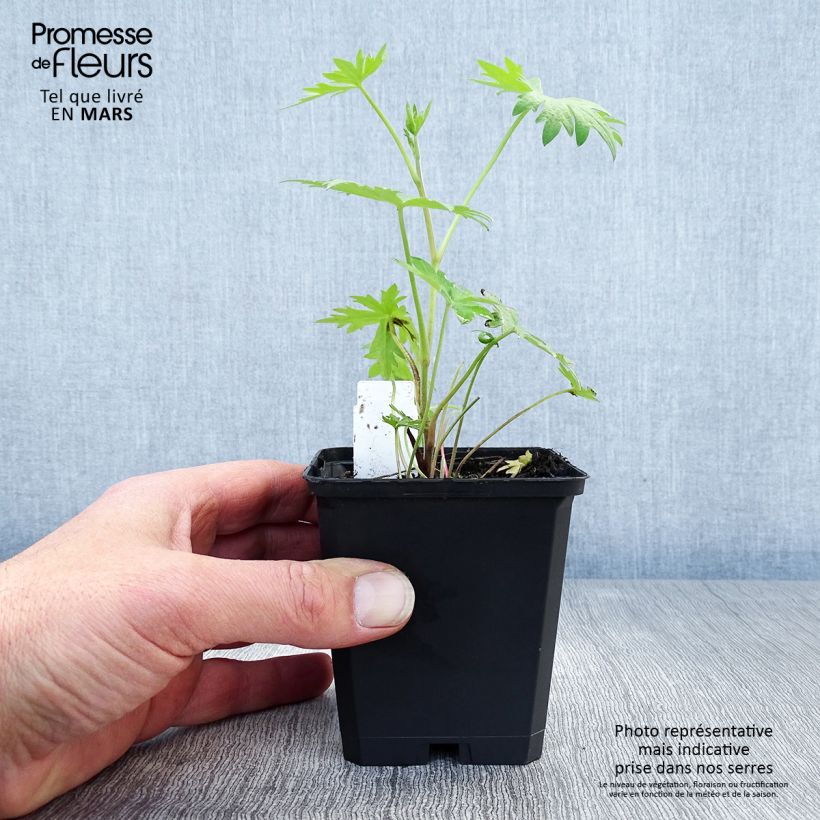 Exemplar von Delphinium belladonna Völkerfrieden - Garten-Rittersporn Kleine Töpfe von 8/9 cm wie im Frühjahr geliefert