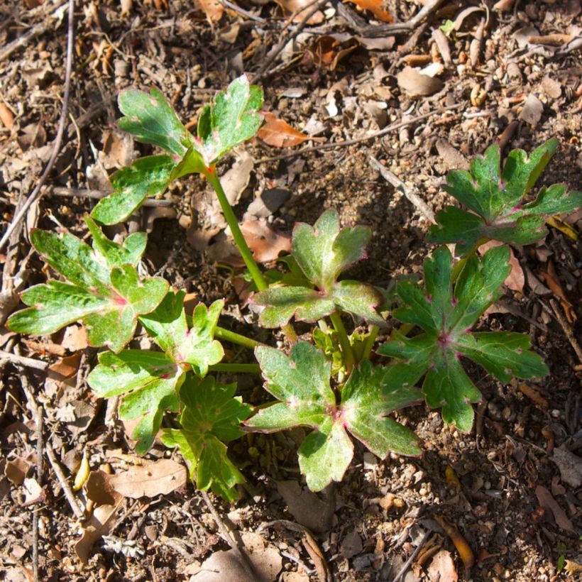 Delphinium cardinale - Scharlachroter Rittersporn (Foliage)