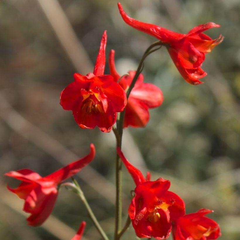 Delphinium cardinale - Scharlachroter Rittersporn (Flowering)