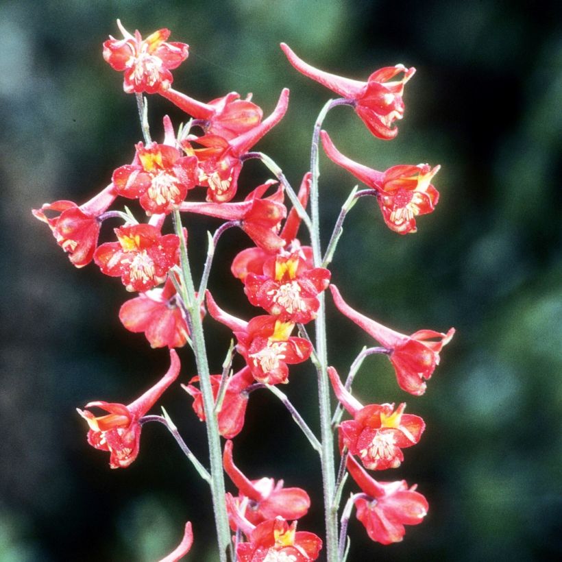 Delphinium cardinale - Scharlachroter Rittersporn (Plant habit)