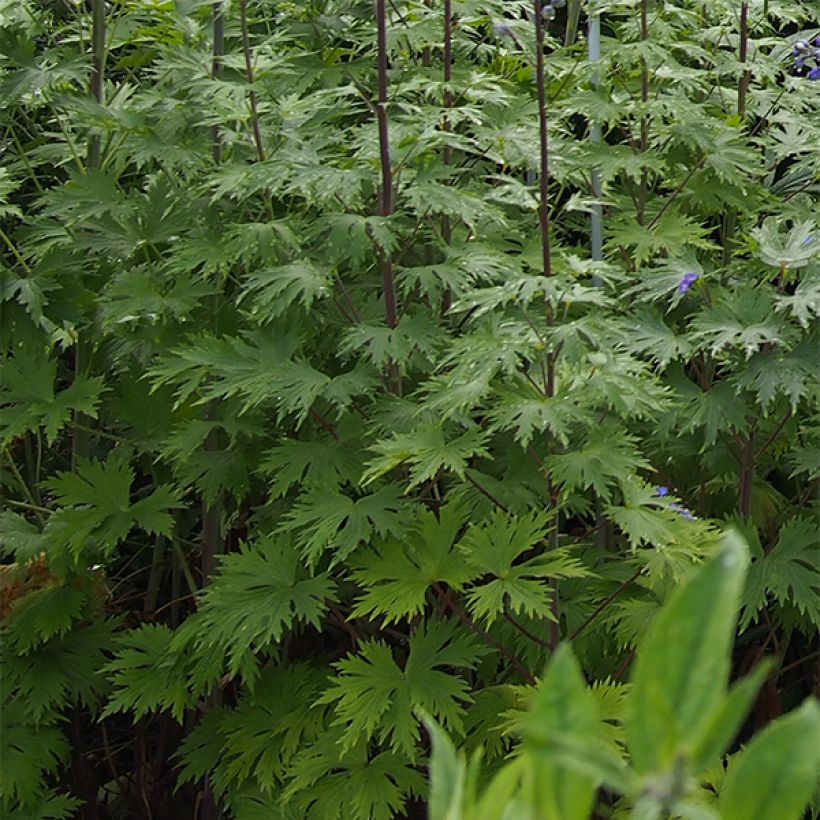 Hoher Rittersporn Double Innocence - Delphinium (Foliage)