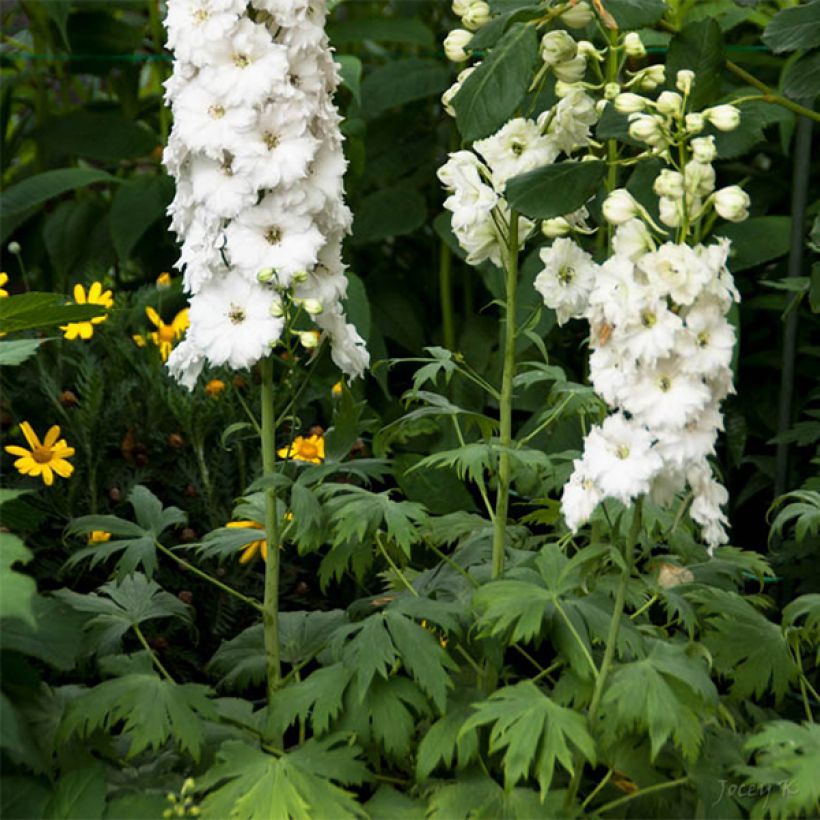 Hoher Rittersporn Double Innocence - Delphinium (Flowering)