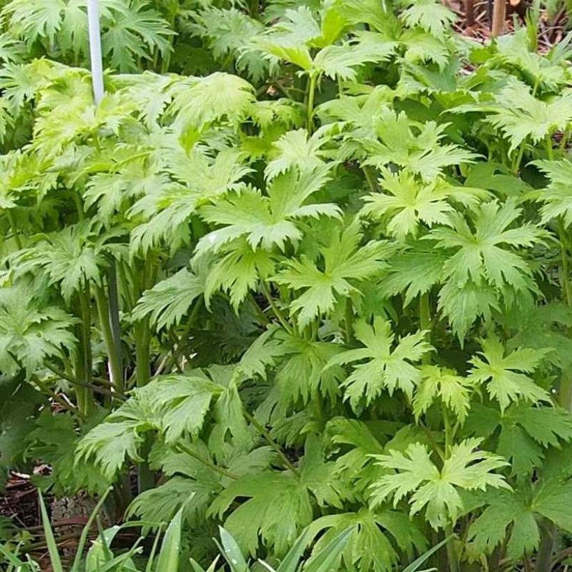 Hoher Rittersporn Morning Lights - Delphinium (Foliage)