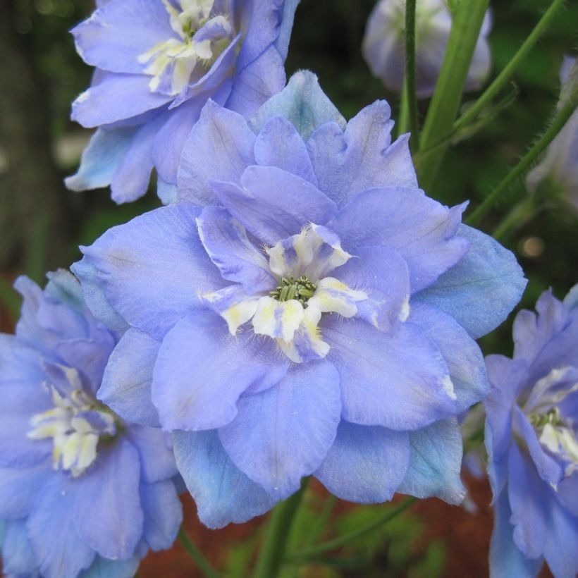 Hoher Rittersporn Morning Lights - Delphinium (Flowering)