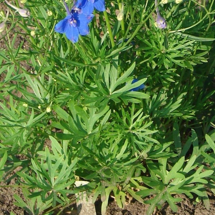 Garten-Rittersporn Blauer Zwerg - Delphinium grandiflorum (Foliage)