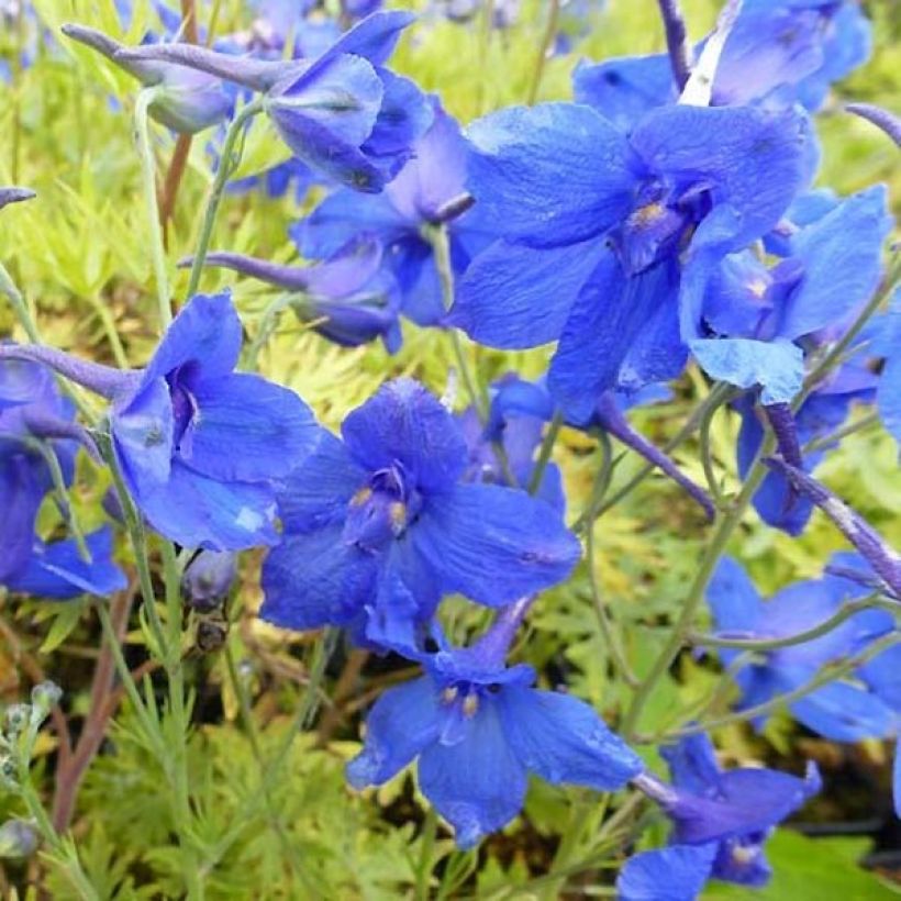 Garten-Rittersporn Blauer Zwerg - Delphinium grandiflorum (Flowering)