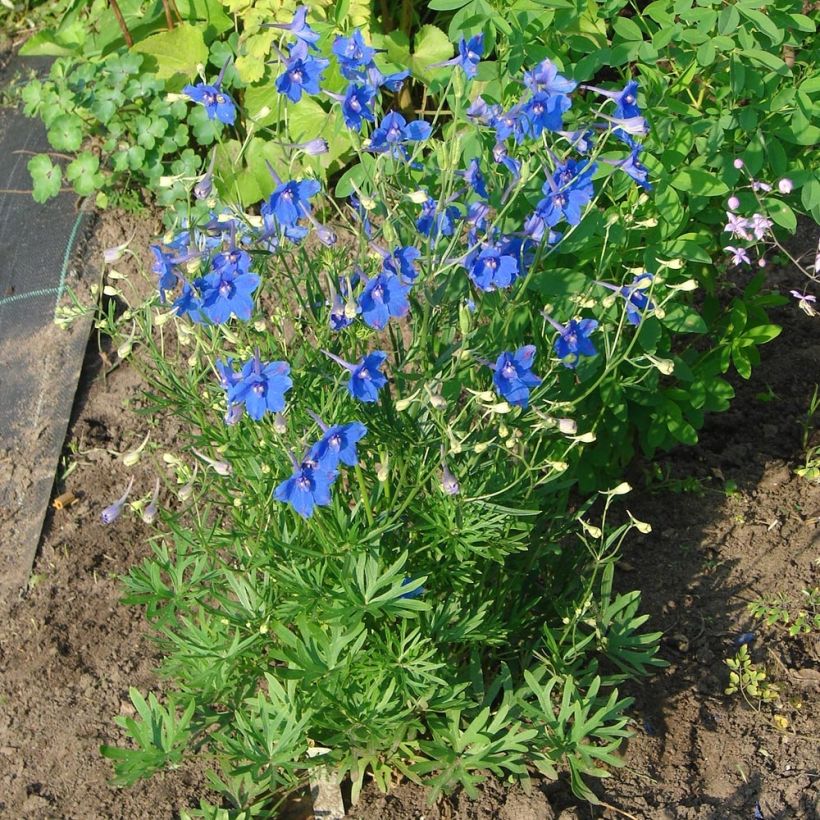 Garten-Rittersporn Blauer Zwerg - Delphinium grandiflorum (Plant habit)