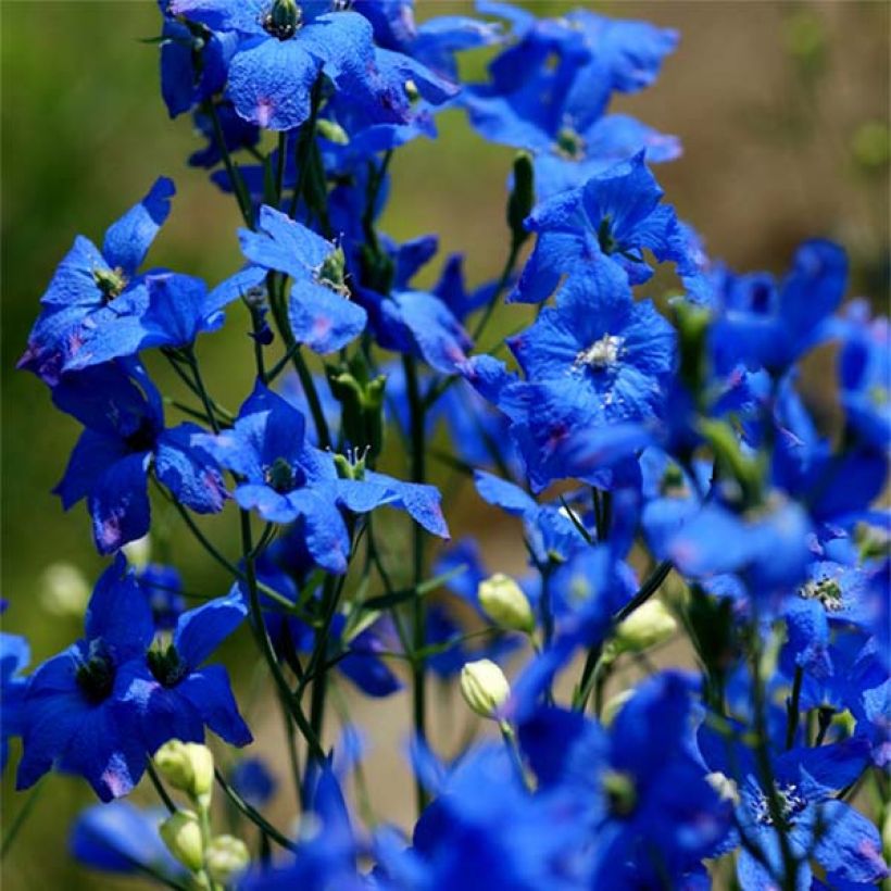 Garten-Rittersporn - Delphinium grandiflorum (Flowering)