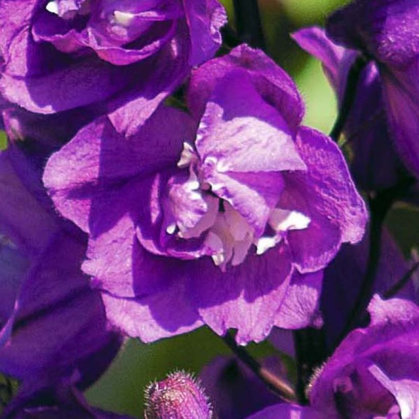 Pacific-Rittersporn Astolat - Delphinium (Flowering)