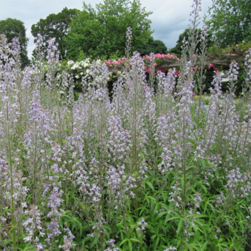 Delphinium requienii - Rittersporn (Flowering)
