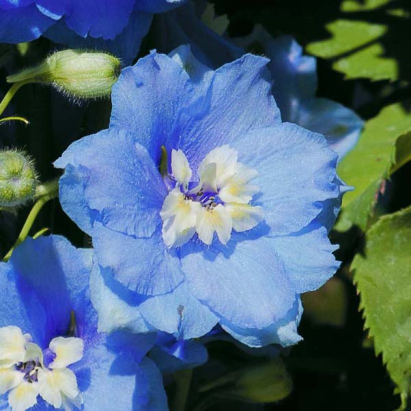 Pacific-Rittersporn Summer Skies - Delphinium (Flowering)