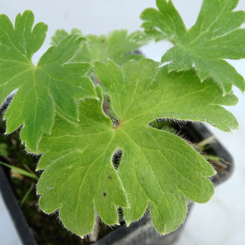 Garten-Rittersporn Finsteraarhorn - Delphinium (Foliage)
