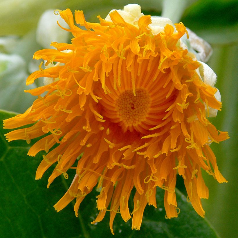 Dendroseris litoralis - Juan Fernández-Kohlbaum (Flowering)