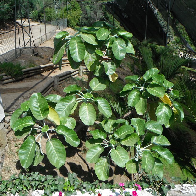 Dendroseris litoralis - Juan Fernández-Kohlbaum (Plant habit)