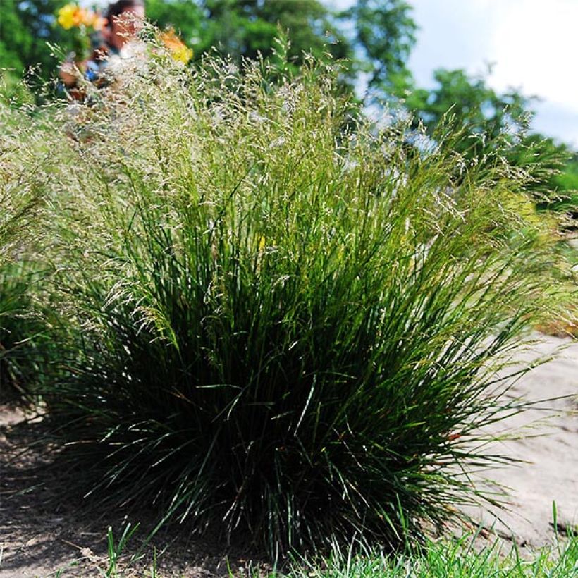 Rasen-Schmiele - Deschampsia caespitosa (Plant habit)