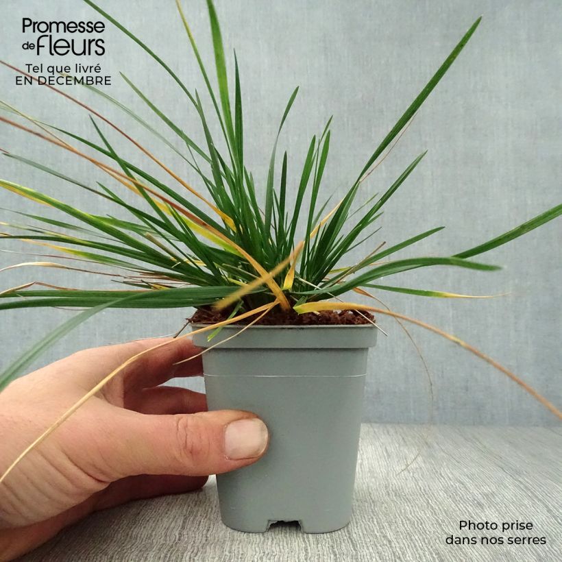 Exemplar von Rasen-Schmiele - Deschampsia caespitosa Kleine Töpfe von 8/9 cm wie im Winter geliefert