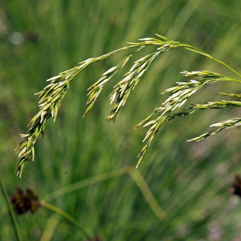 Schlängel-Schmiele - Deschampsia flexuosa (Flowering)