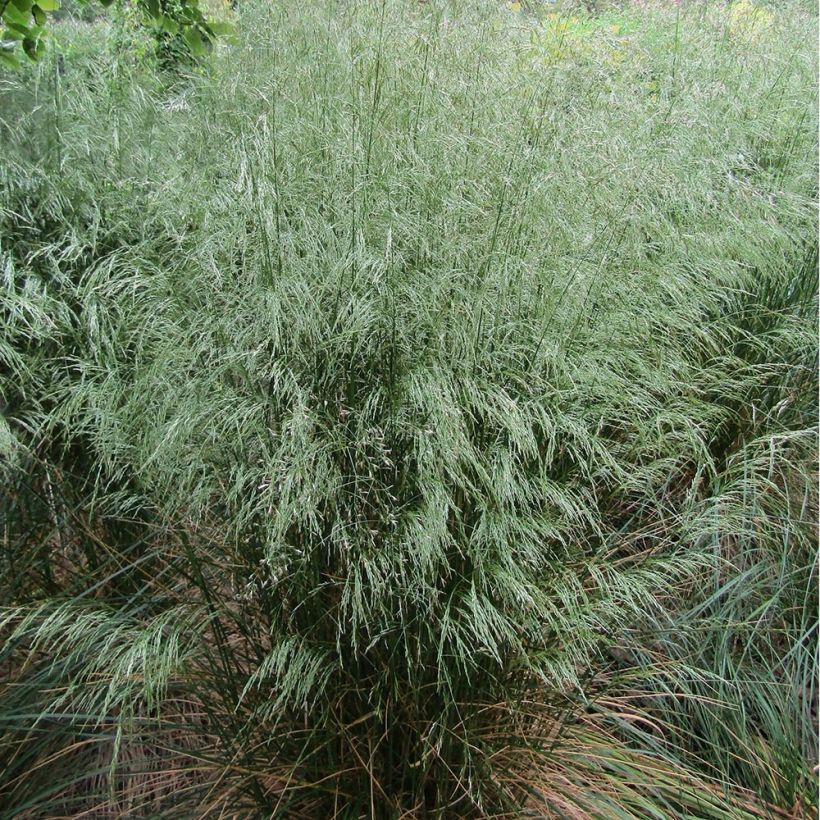 Schlängel-Schmiele - Deschampsia flexuosa (Plant habit)