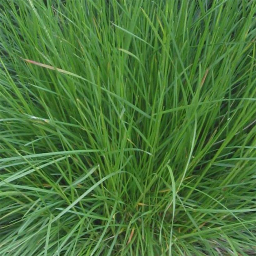 Rasen-Schmiele Bronzeschleier - Deschampsia caespitosa (Foliage)