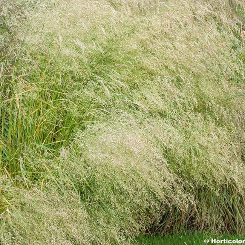 Rasen-Schmiele Bronzeschleier - Deschampsia caespitosa (Flowering)
