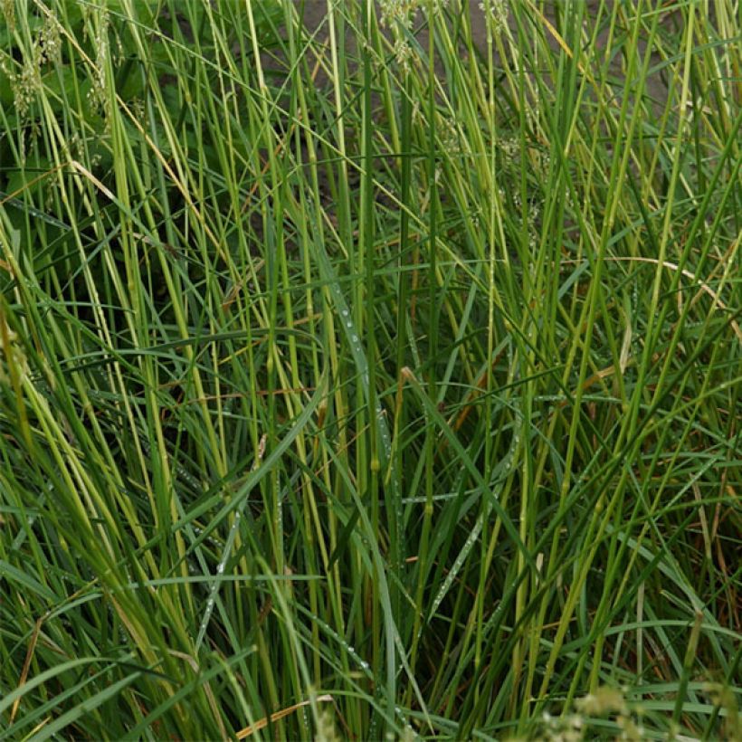 Rasen-Schmiele Goldschleier - Deschampsia caespitosa (Foliage)