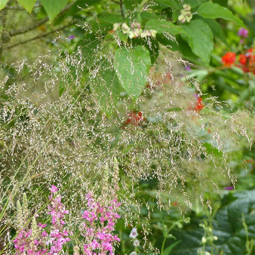 Rasen-Schmiele Goldschleier - Deschampsia caespitosa (Flowering)
